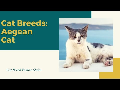 Aegean Cat Silde - Cat Breeds