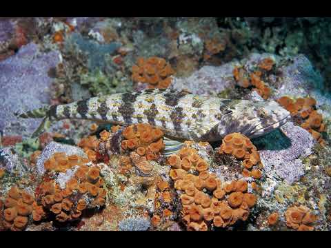 Go Scuba Diving in Los Roques National Park Venezuela
