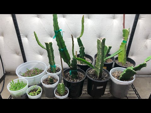 Growing Dragon Fruit Indoors During Winter