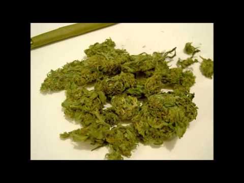 WEST   Nieistotnie 2010 2011 niekWESTionowany