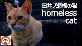 preview picture of video '【 うろうろ和歌山 】 捨て猫 いっぱい 田井ノ瀬橋 中洲 紀ノ川 和歌山市 田井ノ瀬 グラウンド あたり many homeless cats'