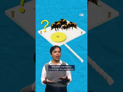 How Insect Brains Can Do Brilliant Things | Dw Documentary