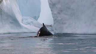 Encore et toujours des baleines...