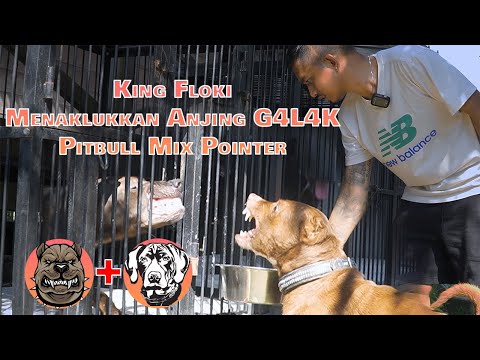 KING FLOKI CONQUERS THE FIERCE DOG RESIDENT OF THE POND ‼️