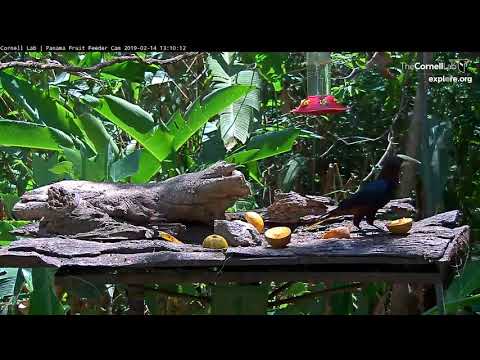 Chestnut-headed Oropendola Attempts To Take An Orange To-go – Feb. 14, 2019