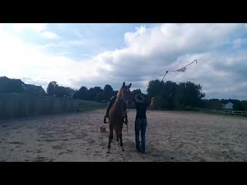 KT's Training Tips - advanced desensitizing