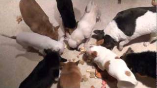CRAZY CHIHUAHUA'S - CHIHUAHUA MANIA!!!  HattyCakes BakersMan