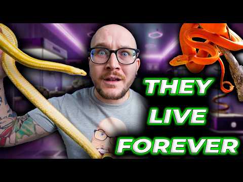 Watch This BEFORE You Get a Pet Snake... The Things They Don't Tell You