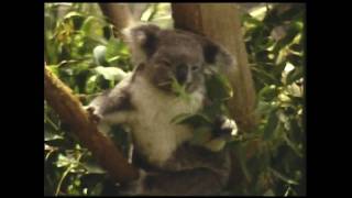 The Pains of Being Pure At Heart "Contender"