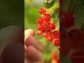 What Is The Best Currant Shorts