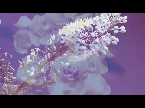 Balihari Kudrat Vaseaa - Bhai Harjinder Singh Ji Sri Nagar Wale