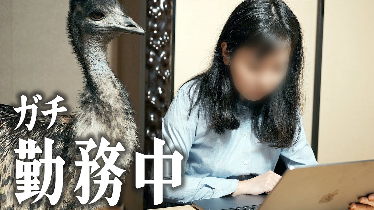 エミューと暮らすOLの超リアルな一週間