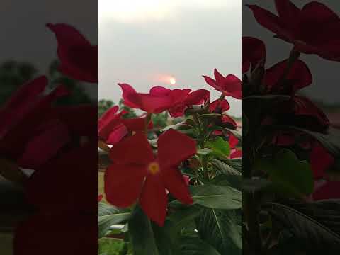 beautiful flowers♥️♥️ #relaxingmusic #garden #nature