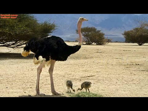 Страус. Живая природа. Факты из жизни страуса.