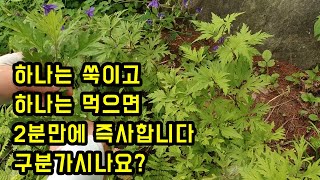 쑥이랑 똑같이 생겼지만 먹으면 즉사하는 사약 재료로 쓰이던 식물입니다