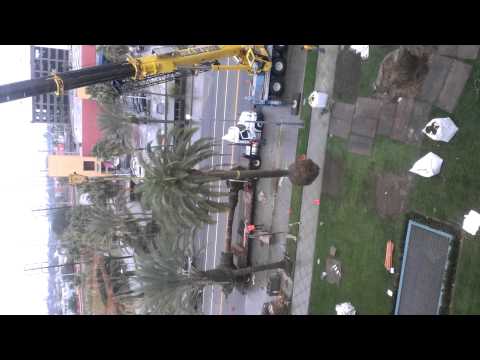 Palm tree removal