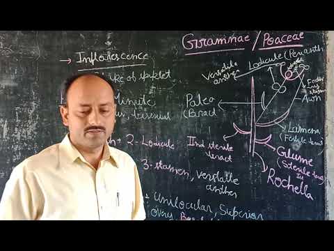 Gramineae family Part-2 Dr by Vivek Mani T ripathi