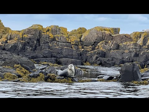 UK wildlife watching 1 - Amazing Isle of May