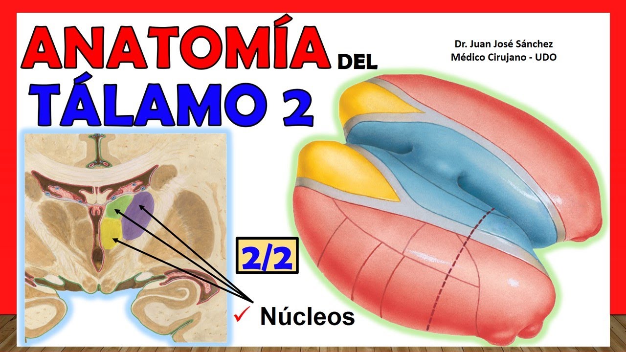 🥇 Anatomía del TÁLAMO 2/2. (Núcleos) ¡Explicación Sencilla!