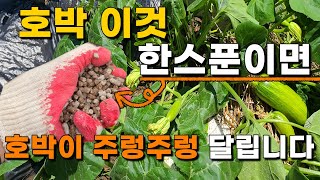 호박 이렇게하면 원하는대로 주렁주렁 수확할수 있습니다 - 호박재배 호박거름 호박순치기