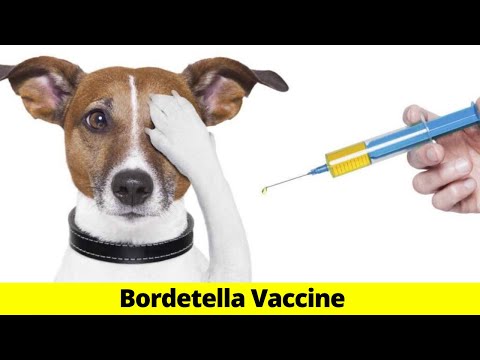 YouTube video about: How often do dogs need bordetella?