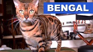 Bengal - Papo com o dono