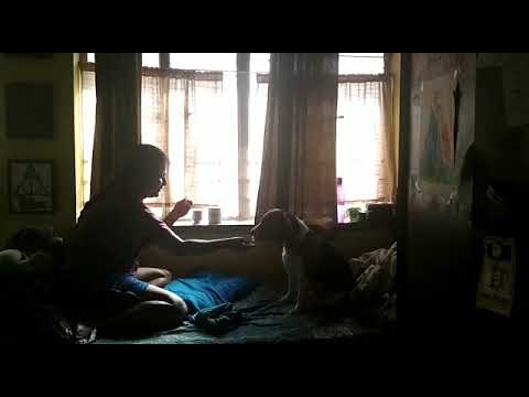 Teaching my Beagle to shake hands