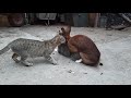 Cat Get S Fucked By Rabbit