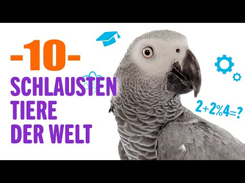 10 Smartest Animals in the World | Wildlife