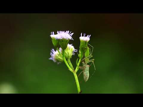 Bug vs Spider Green Color Insect Beautiful Insects
