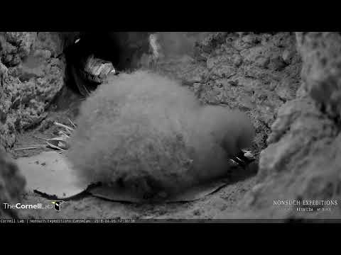 Bermuda Petrel Chick Gets Personal With Cahow Cam – April 5, 2018