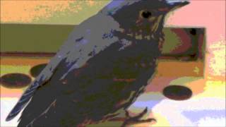 GOLDEN THREAD   PASSENGER &amp; MATT CORBY