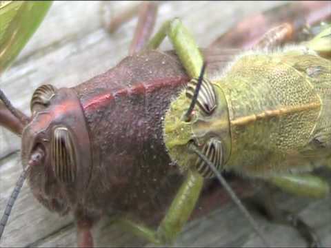 Cavallette in accoppiamento - Mating grasshoppers