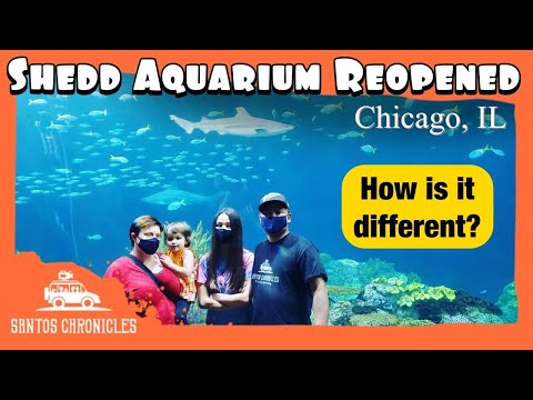 image-What is the name of the animal show at Shedd Aquarium? 