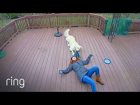 THIS Is What Happens if Your Pup Mistakes Your Coat Hood for a Toy | RingTV