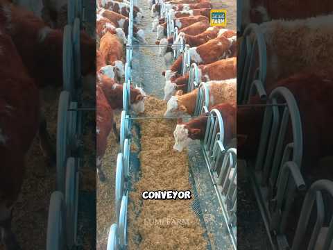 Using conveyor belts in cattle farming #cattle #cattlefarm #shorts