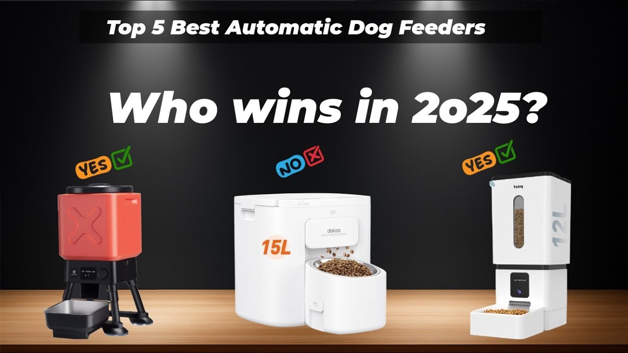 ✅Top 5 best automatic dog feeders [Watch This Before You Make a Choice!]