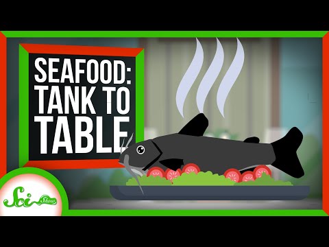 Tank to Table: How Scientists Make Bigger, Tastier Seafood