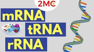 mRNA, tRNA, and rRNA function | Types of RNA