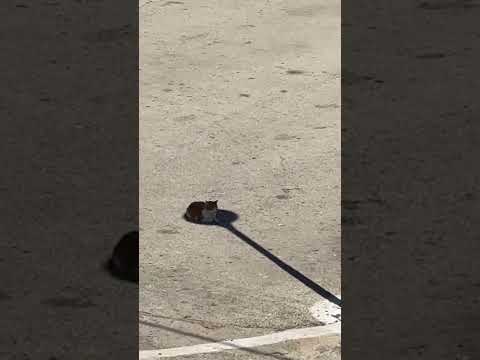 Un chat s'assoit à l'ombre d'un poteau pour lutter contre la chaleur