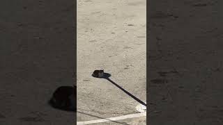 Un chat s'assoit à l'ombre d'un poteau pour lutter contre la chaleur