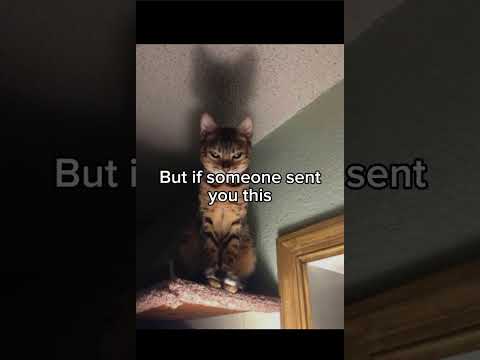 Don’t look! #dailymemesddm #cat #catmemes #memes #funny #meme #funny #catphotos #catpictures #cats