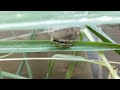 There Are Many Grasshoppers On The Leaves Of Lemongrass Plants