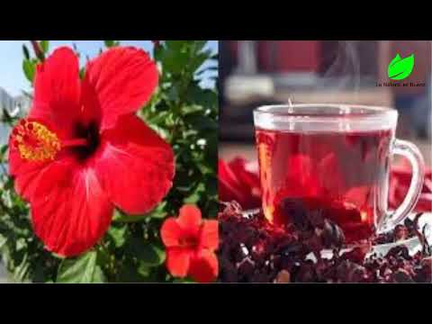 download lagu mp3 mp4 Como Hacer Te De Hibiscus, download lagu Como Hacer Te De Hibiscus gratis, unduh video klip Como Hacer Te De Hibiscus