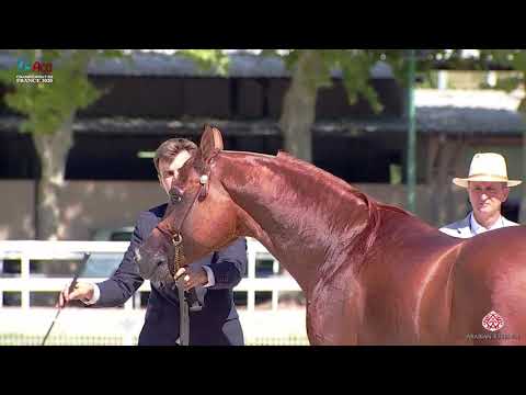 N 56 DZHARI NUNKI   2020 Vichy   Championnat de France du Cheval Arabe   7 Years Old and Older Stall
