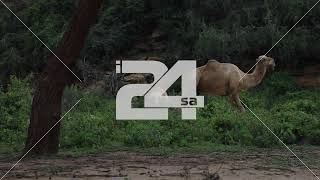 فيديو - ناقة بين الأشجار في عسير ، جنوب السعودية