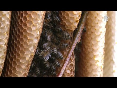 Bijzonder natuurverschijnsel bij Slot Loevestein
