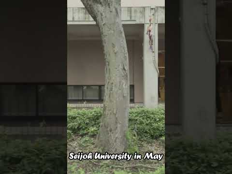 星城大学の５月#shorts