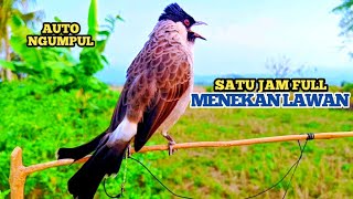 Download lagu Suara Burung KUTILANG GACOR Durasi Full 1Jam  Untuk Memikat Kutilang Liar Auto Mendekat mp3 Download lagu Suara Burung KUTILANG GACOR Durasi Full 1Jam  Untuk Memikat Kutilang Liar Auto Mendekat mp3
