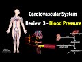 CARDIOVASCULAR REVIEW 3: CONTROL of BLOOD PRESSURE, ALL MECHANISMS, Animation